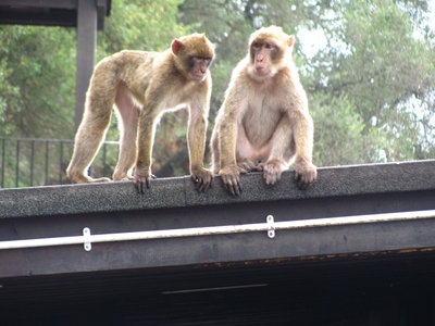 Gibraltar / Ĝibraltaro