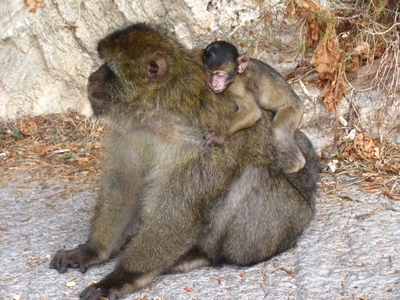 Gibraltar / Ĝibraltaro
