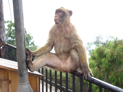 Gibraltar / Ĝibraltaro